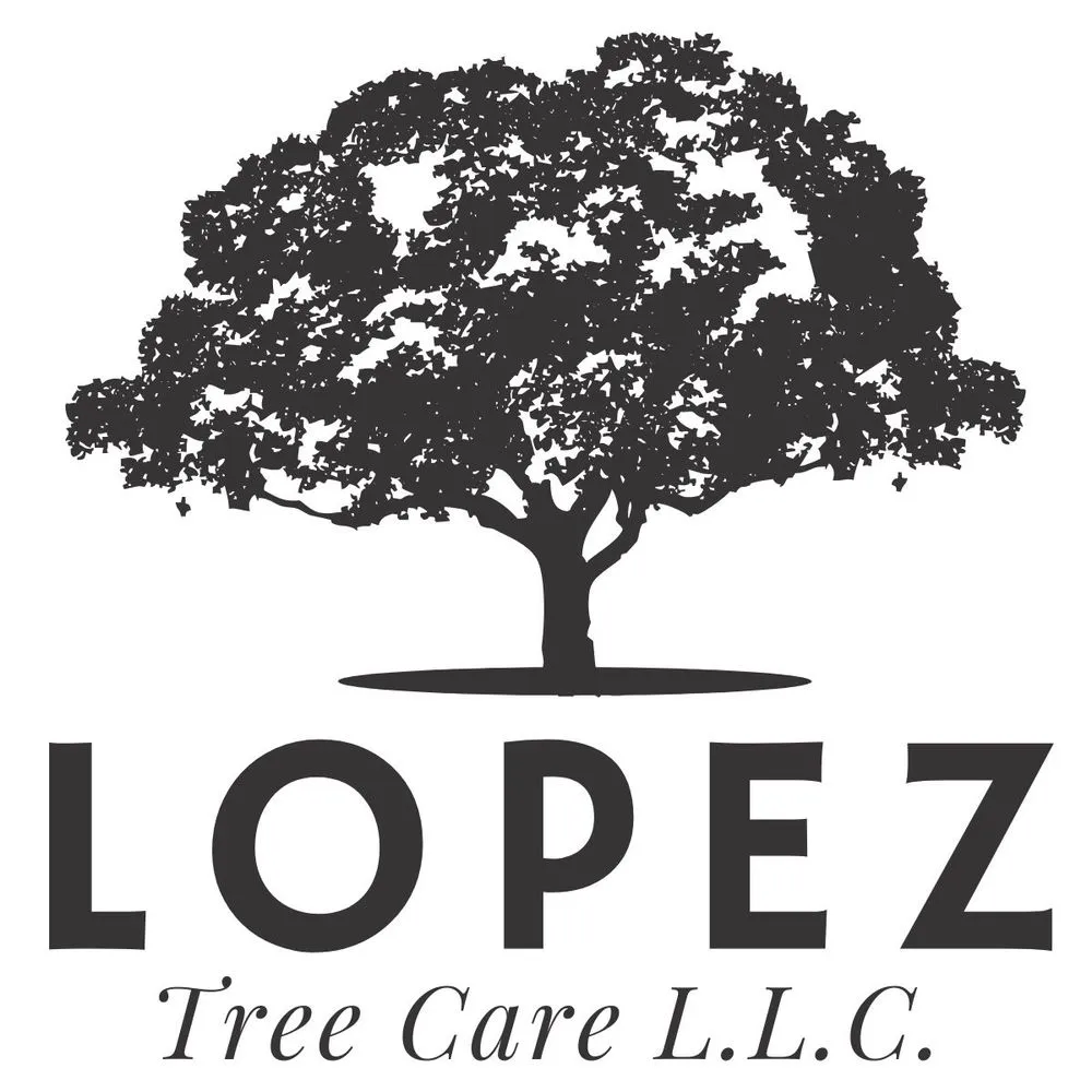 Trusted yard maintenance for outdoor upgrades in Louisville, KY by Lopez Tree Care