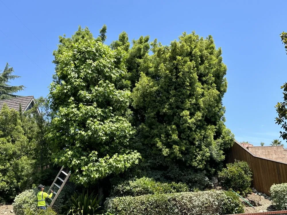 Affordable residential landscaping in Altadena, CA by Lopez Tree Service