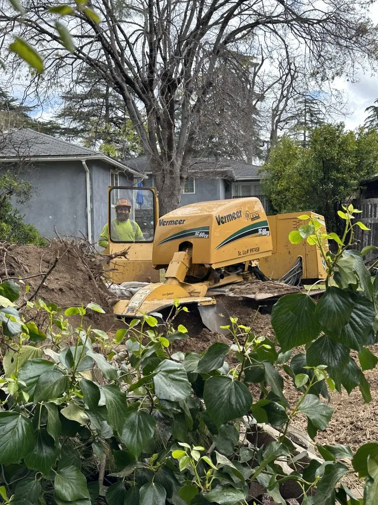 Expert outdoor landscaping for outdoor upgrades across Altadena, CA - Lopez Tree Service