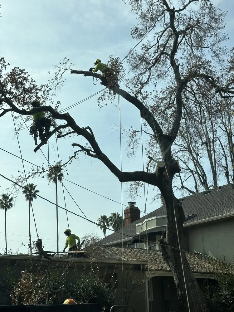Reliable residential landscaping experts serving Altadena, CA - Lopez Tree Service