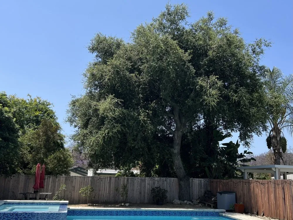 Reliable landscape installation experts serving Altadena, CA - Lopez Tree Service