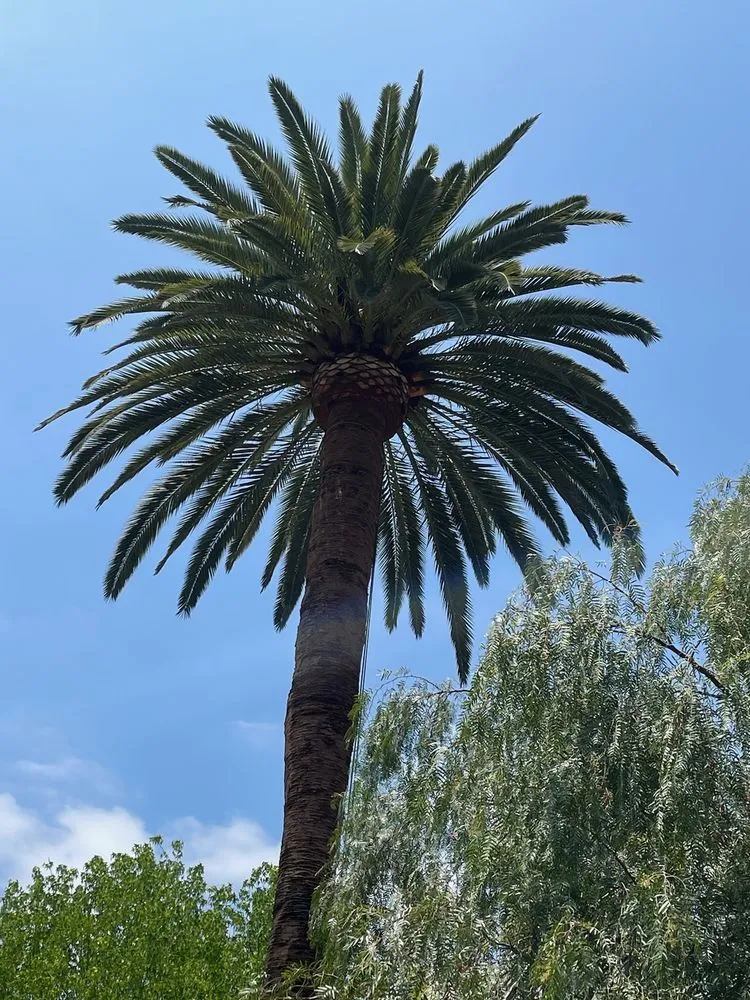 Professional landscape installation in Altadena, CA - Lopez Tree Service