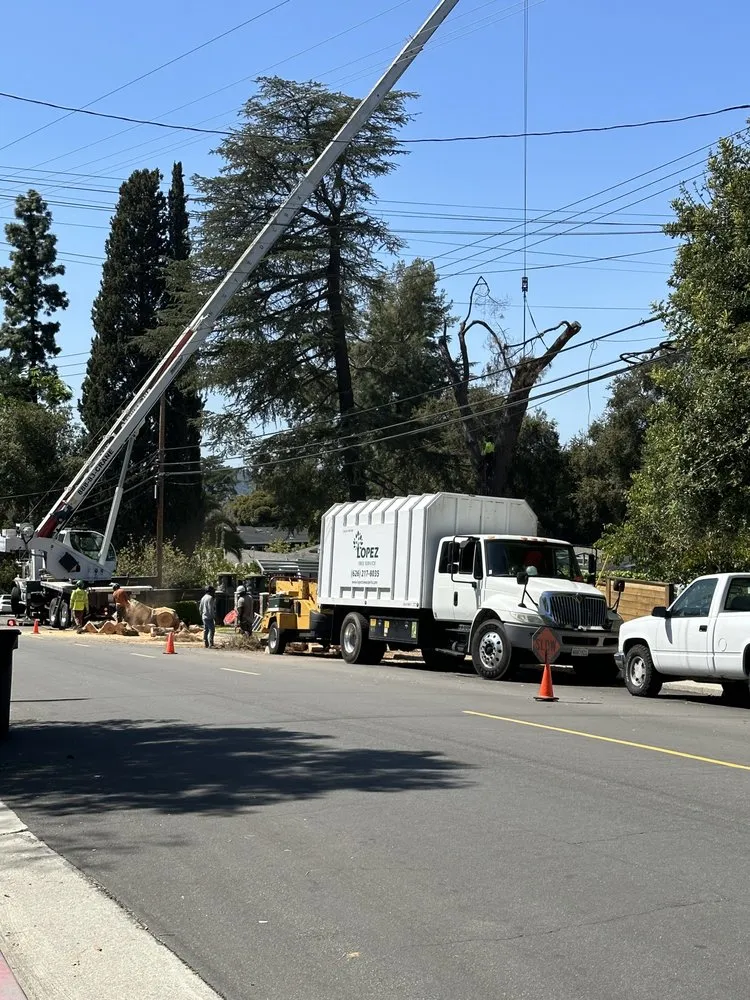 Professional residential landscaping experts serving Altadena, CA - Lopez Tree Service