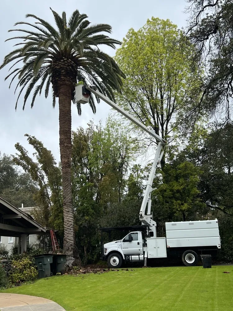 Expert lawn care service for beautiful yards in Altadena, CA by Lopez Tree Service