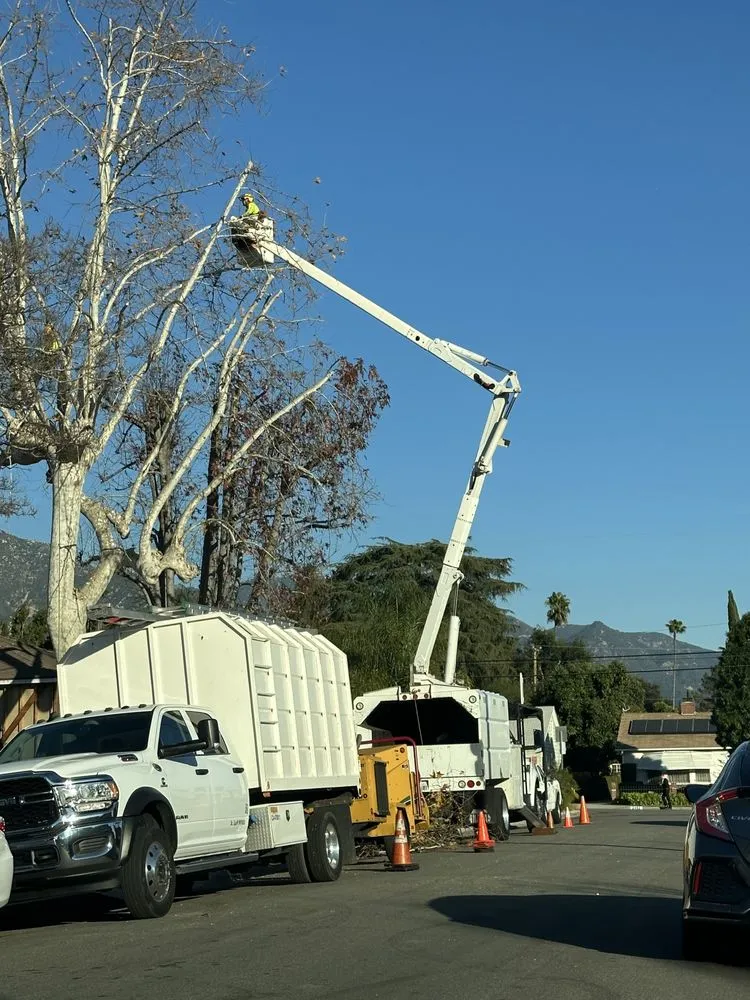 Top-rated landscape installation for homes across Altadena, CA - Lopez Tree Service