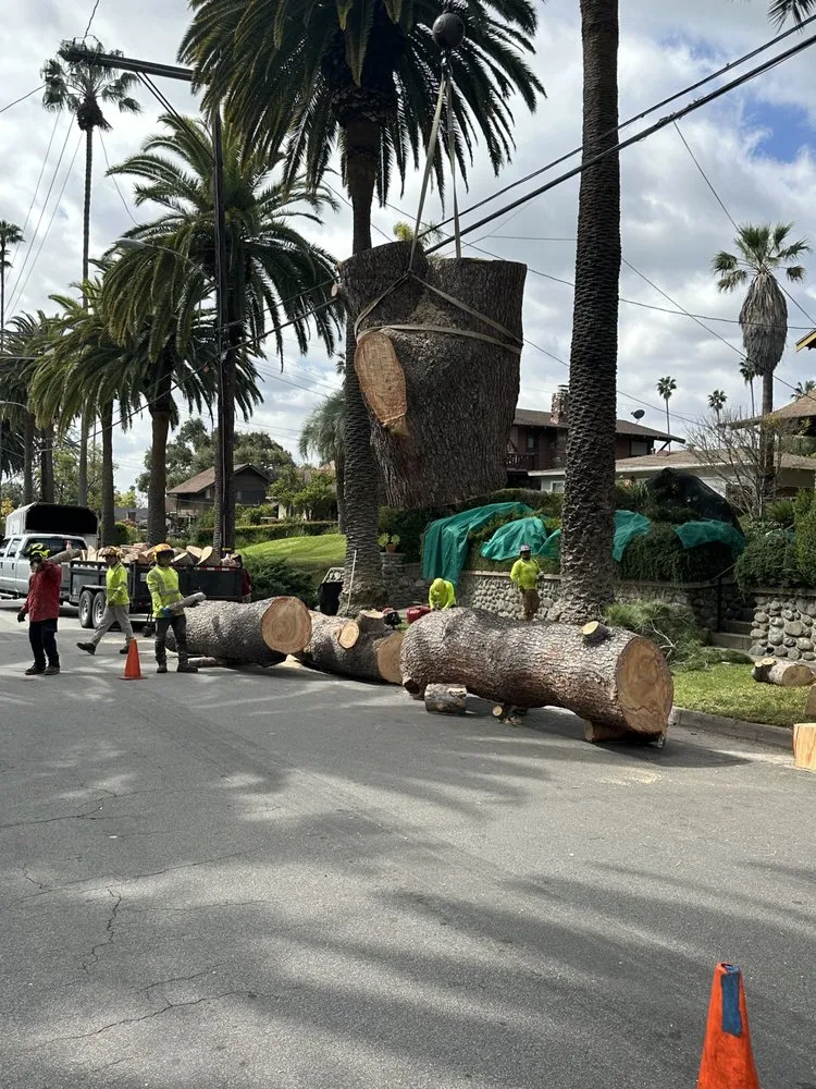 Local lawn care service experts serving Altadena, CA - Lopez Tree Service