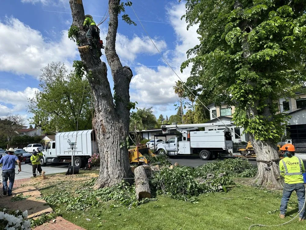 Reliable yard cleanup service for homes across Altadena, CA - Lopez Tree Service