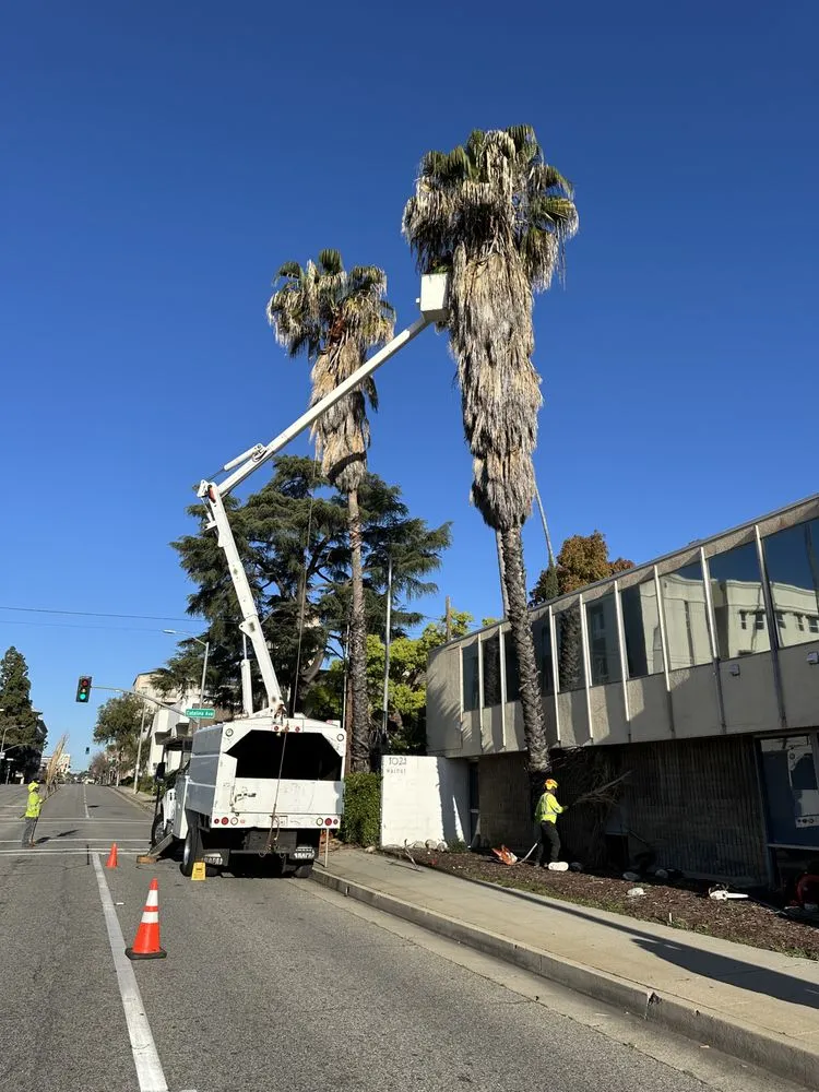 Affordable residential landscaping for beautiful yards in Altadena, CA by Lopez Tree Service
