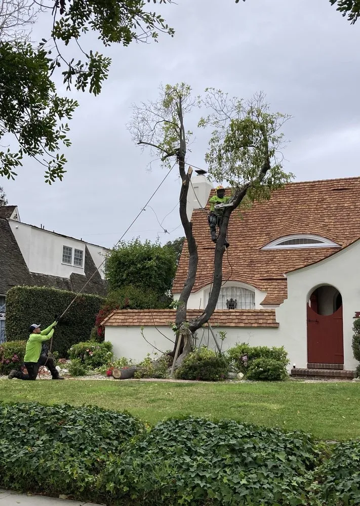 Custom yard maintenance for outdoor upgrades across Altadena, CA - Lopez Tree Service