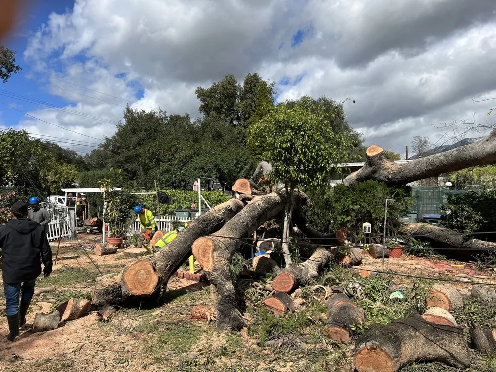 Expert landscape design experts serving Altadena, CA - Lopez Tree Service