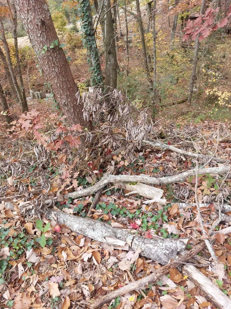 Custom landscape installation in Chattanooga, TN - Lopez Tree Service