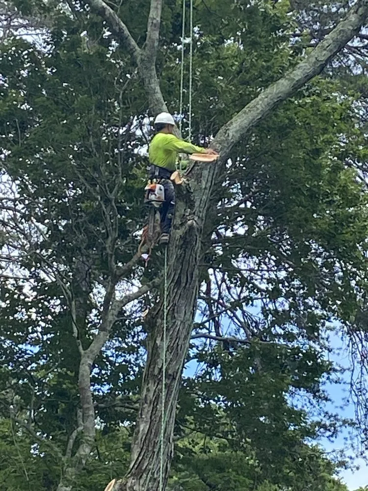 Trusted lawn care service for residential properties in Chattanooga, TN by Lopez Tree Service