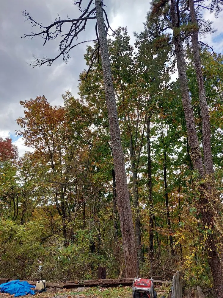 Affordable lawn care service near you across Chattanooga, TN - Lopez Tree Service