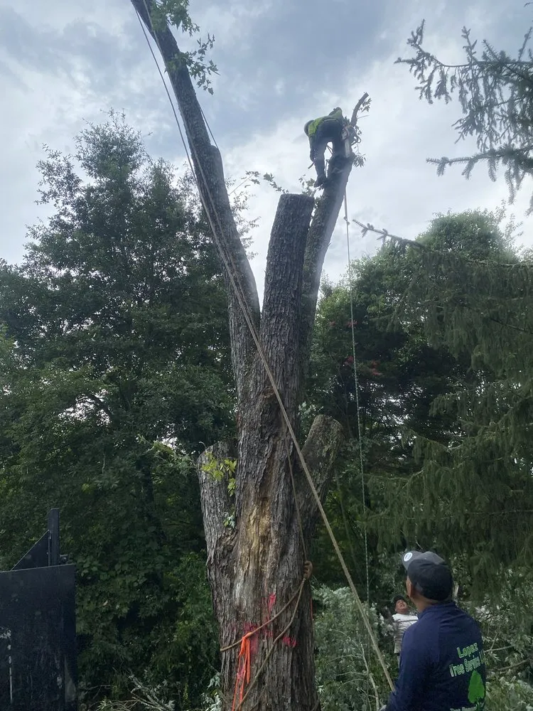 Affordable yard cleanup service experts serving Chattanooga, TN - Lopez Tree Service