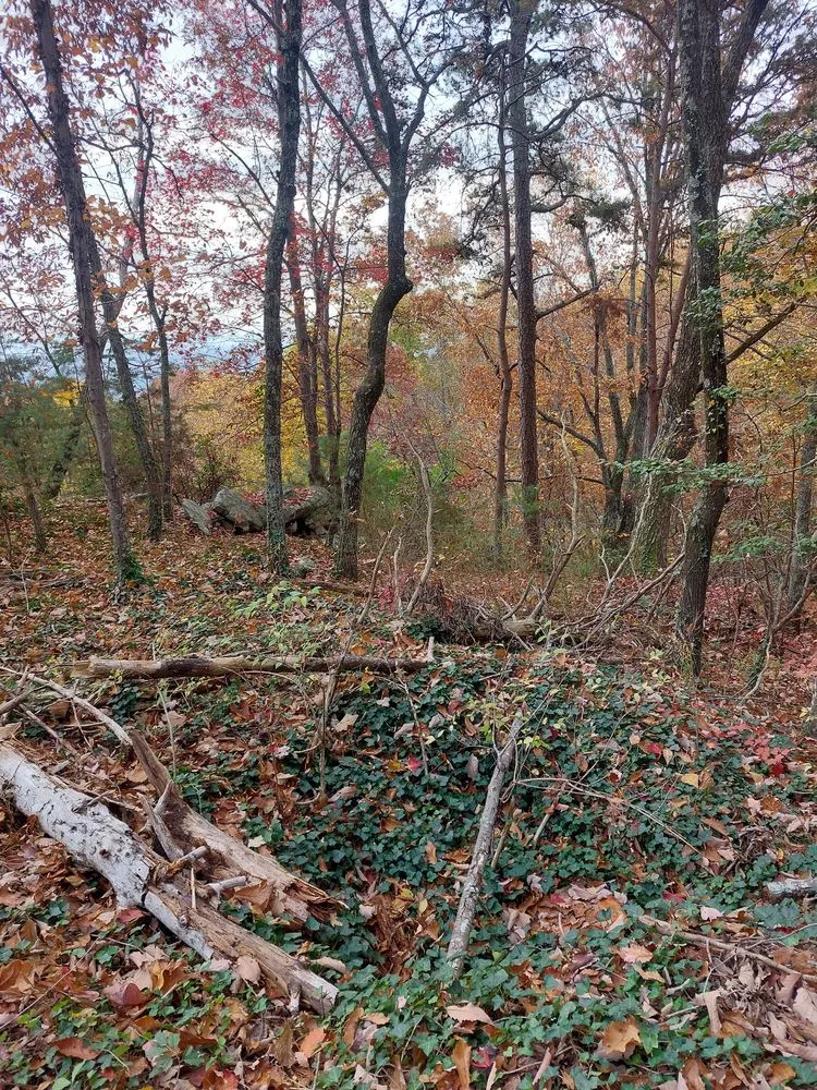 Professional garden landscaping near you across Chattanooga, TN - Lopez Tree Service