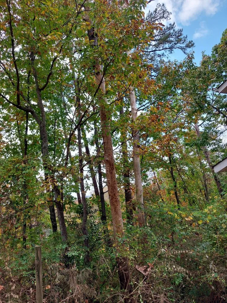 Local lawn mowing service experts serving Chattanooga, TN - Lopez Tree Service