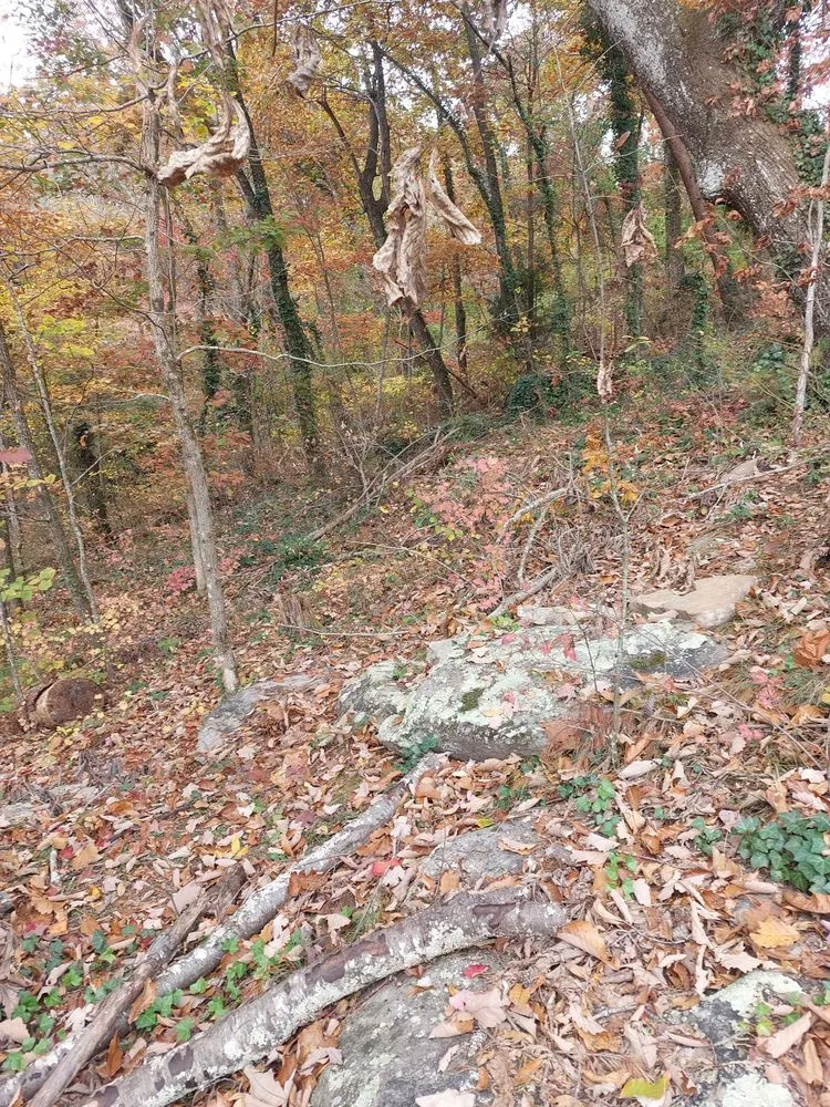 Reliable lawn care service for year-round maintenance in Chattanooga, TN by Lopez Tree Service