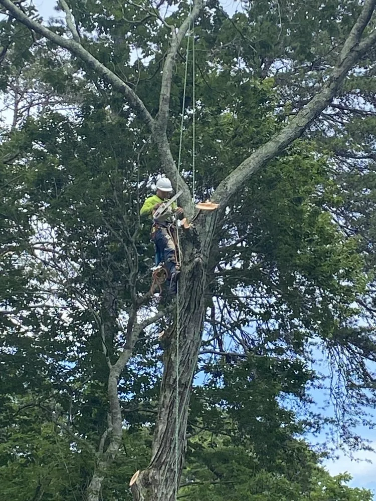 Expert yard maintenance for outdoor upgrades across Chattanooga, TN - Lopez Tree Service