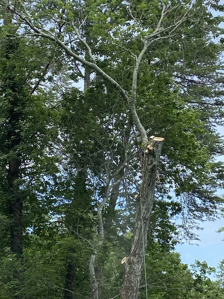 Expert lawn mowing service in Chattanooga, TN - Lopez Tree Service