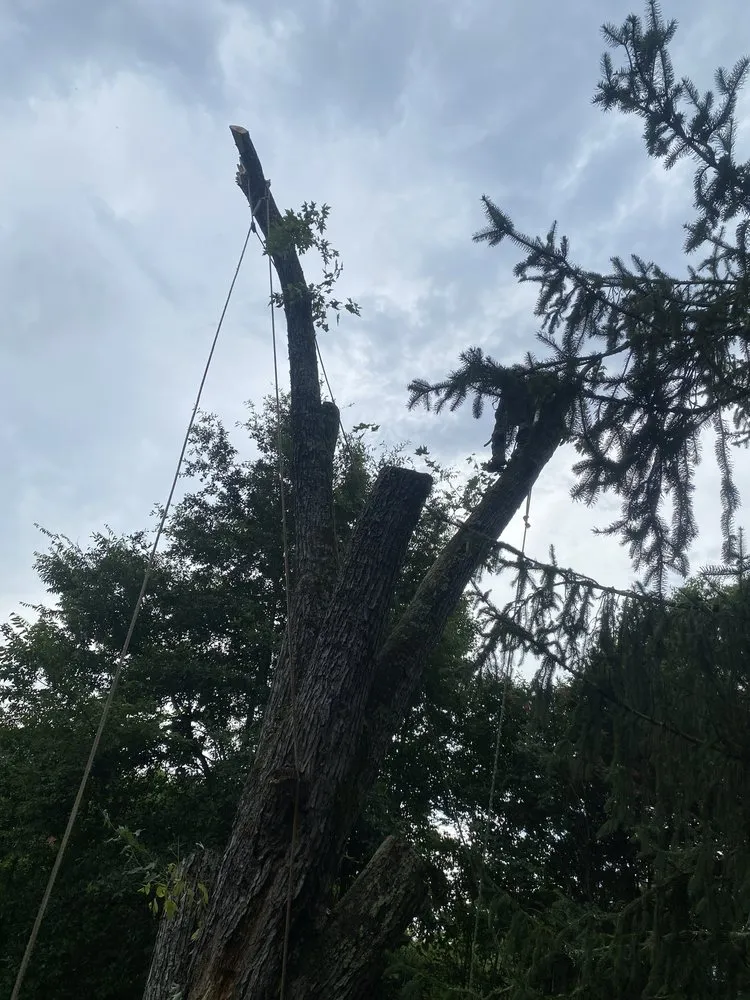 Affordable yard maintenance in Chattanooga, TN by Lopez Tree Service