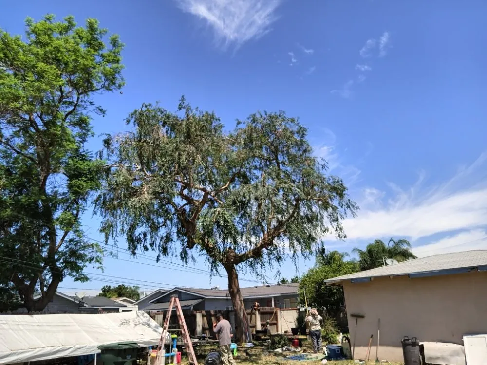 Expert outdoor landscaping with custom design across Industry, CA - Lopez Tree Service