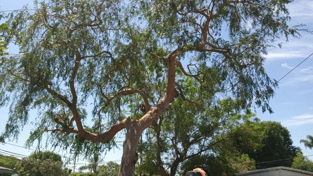 Local yard maintenance in Industry, CA - Lopez Tree Service