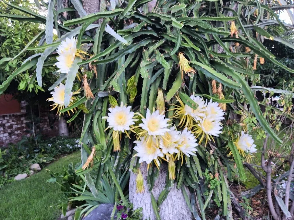 Expert outdoor landscaping for year-round maintenance in Industry, CA by Lopez Tree Service