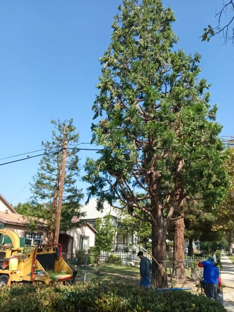 Expert yard maintenance near you across Industry, CA - Lopez Tree Service