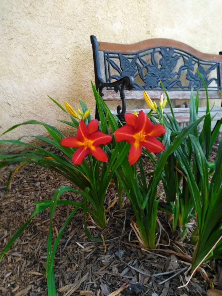 Professional lawn care service experts serving Industry, CA - Lopez Tree Service