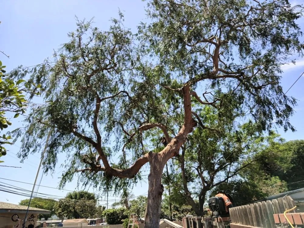Local garden landscaping for year-round maintenance in Industry, CA by Lopez Tree Service