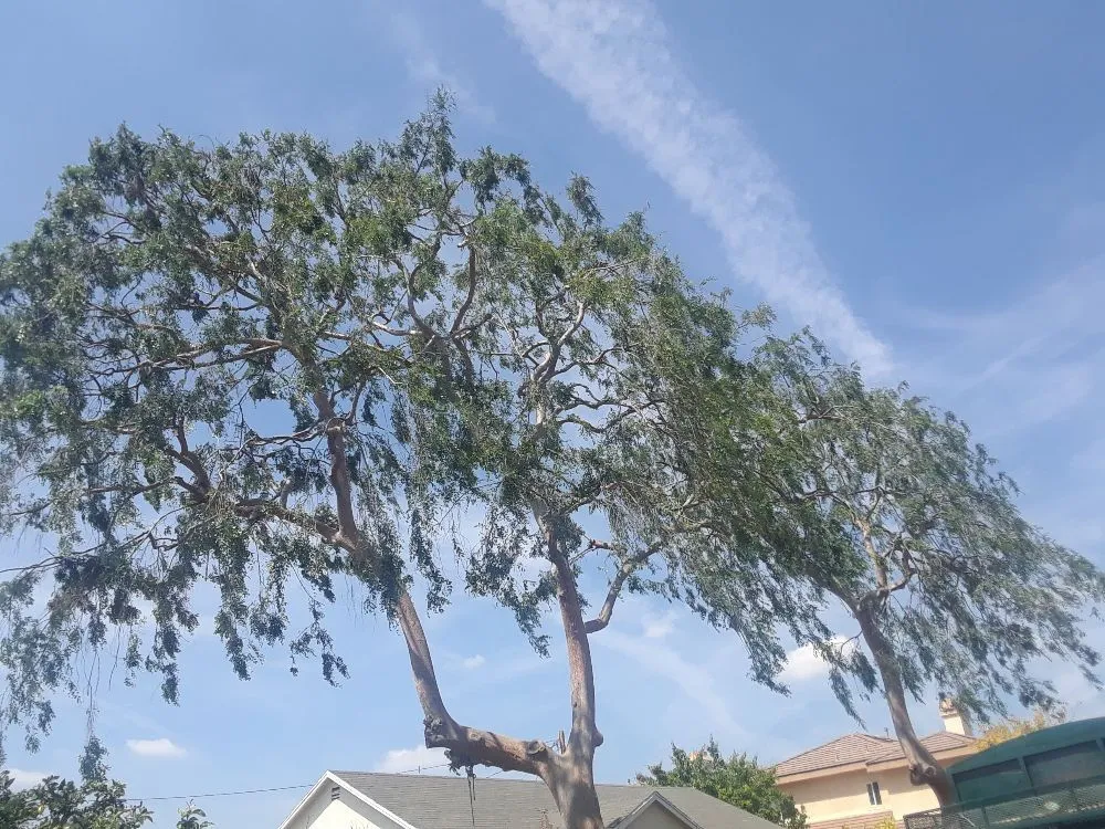 Expert lawn care service with custom design across Industry, CA - Lopez Tree Service