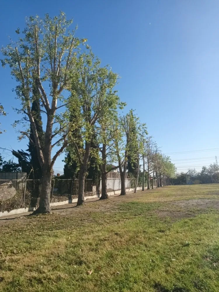 Custom landscape design in Industry, CA - Lopez Tree Service