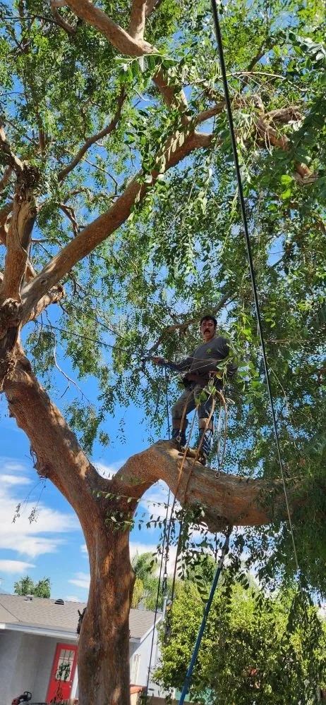 Professional landscape installation in Industry, CA by Lopez Tree Service