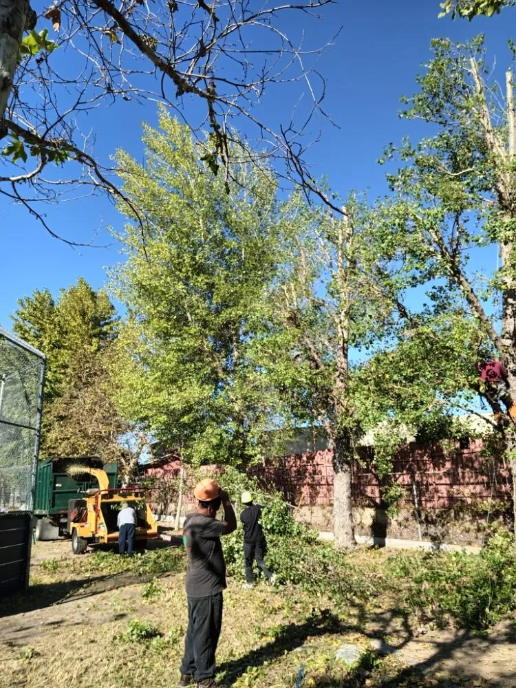 Affordable yard maintenance for residential properties across Industry, CA - Lopez Tree Service