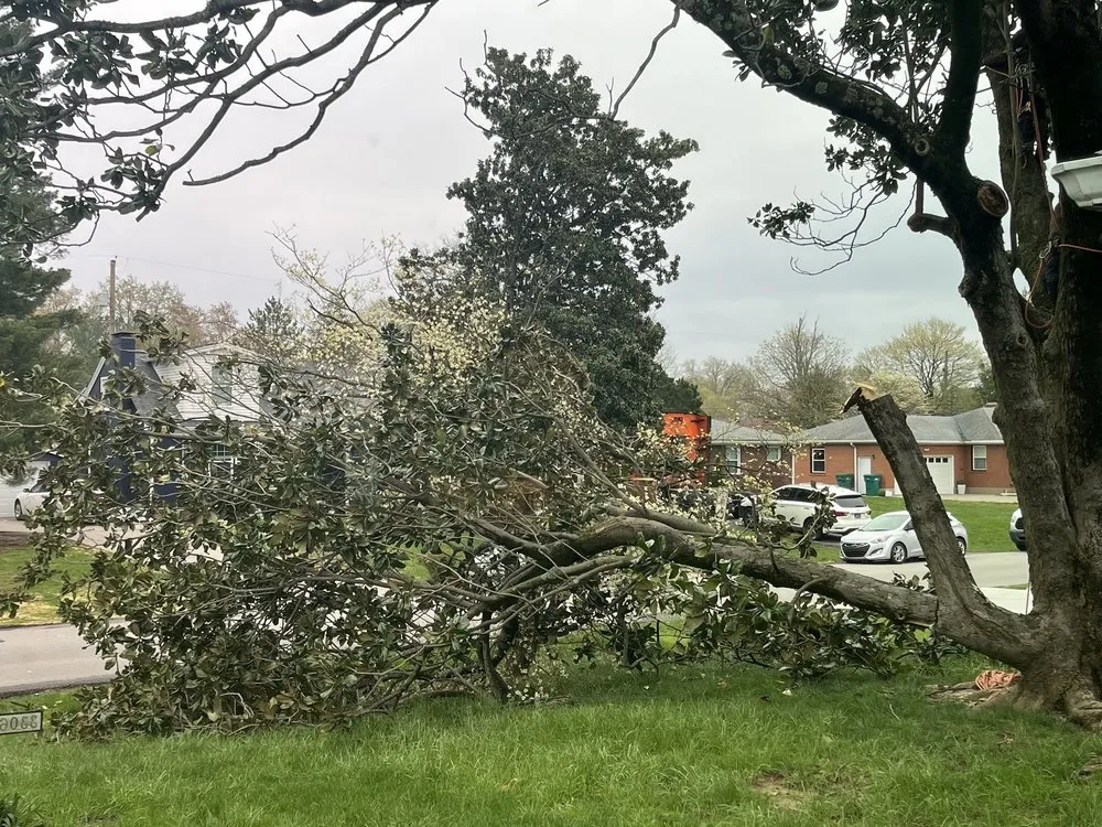 Reliable lawn mowing service experts serving Louisville, KY - Lopez Tree Service