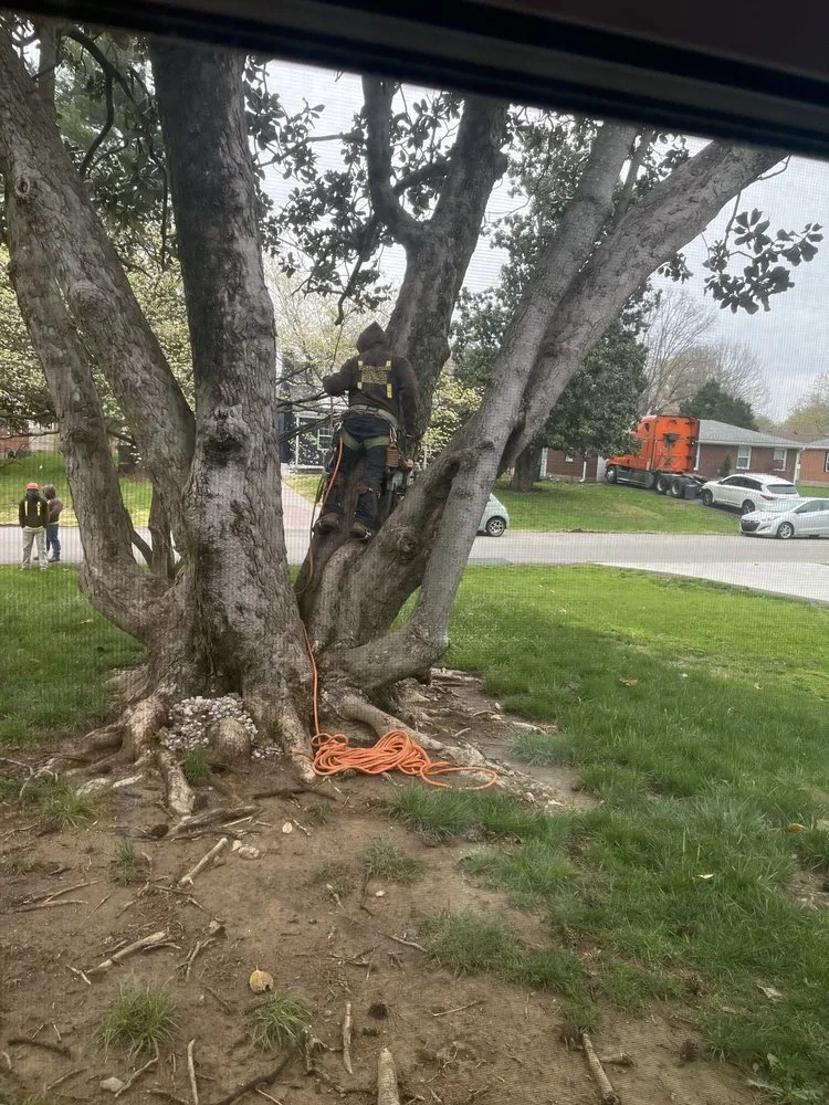 Expert yard maintenance for beautiful yards in Louisville, KY by Lopez Tree Service