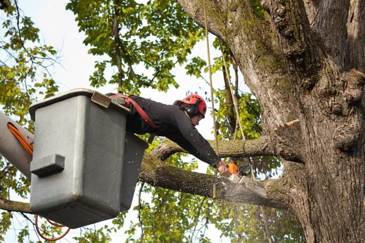 Top-rated landscape installation experts serving Louisville, KY - Lopez Tree Service