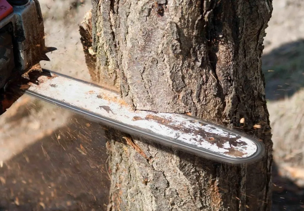 Top-rated lawn mowing service for beautiful yards across Louisville, KY - Lopez Tree Service