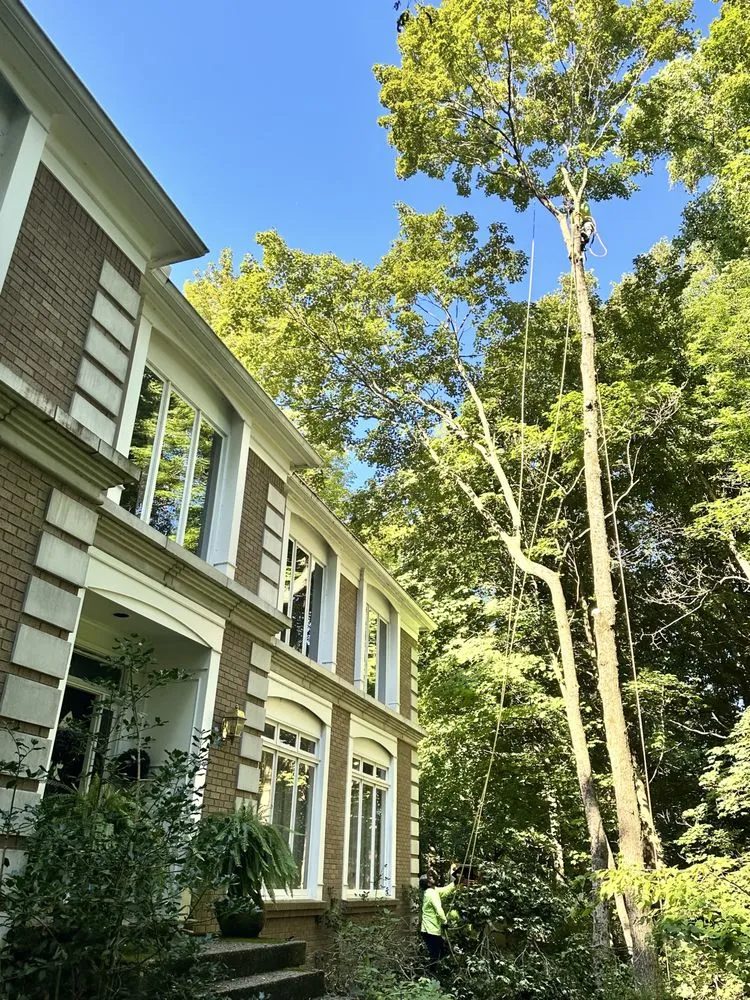 Professional outdoor landscaping in Louisville, KY by Lopez Tree Service