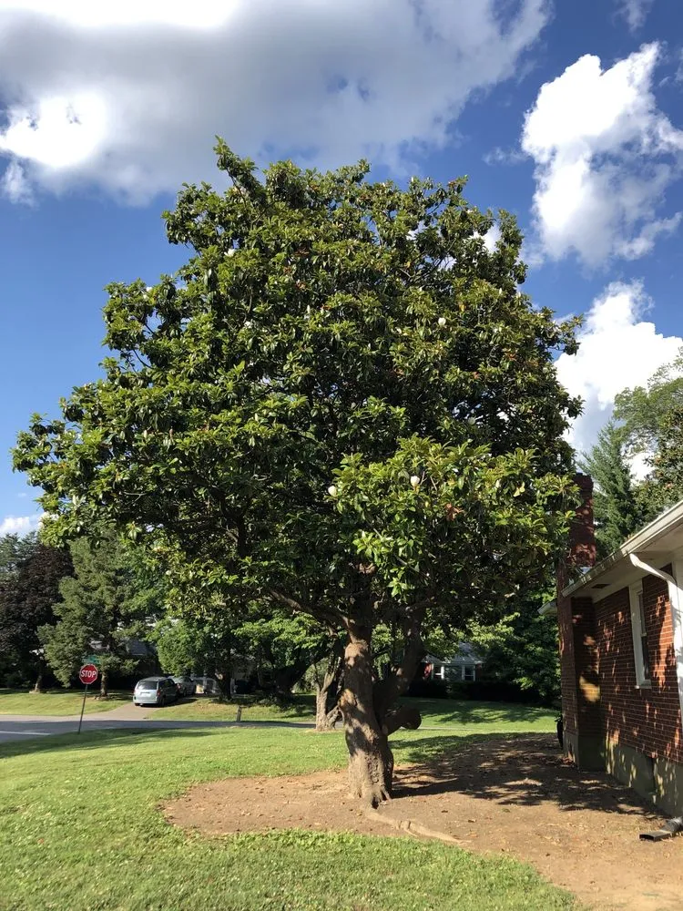 Expert outdoor landscaping experts serving Louisville, KY - Lopez Tree Service