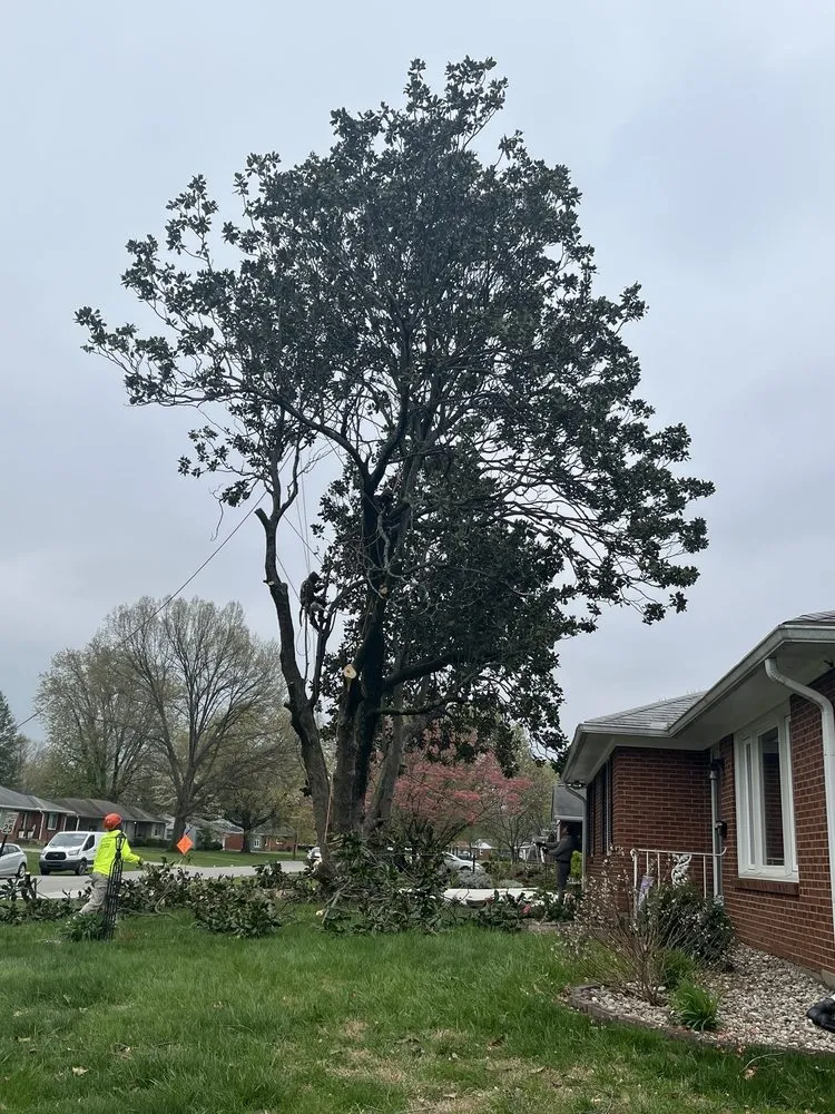 Local yard maintenance experts serving Louisville, KY - Lopez Tree Service