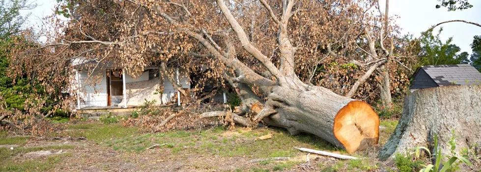 Custom lawn care service experts serving Naperville, IL - Lopez Tree Service