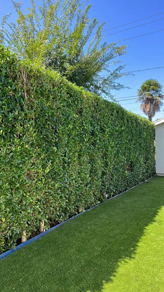 Affordable yard cleanup service in Paradise, NV - Lopez Tree Service