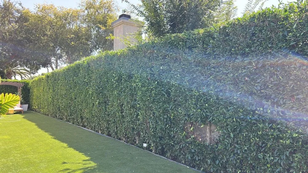 Local landscape design experts serving Paradise, NV - Lopez Tree Service