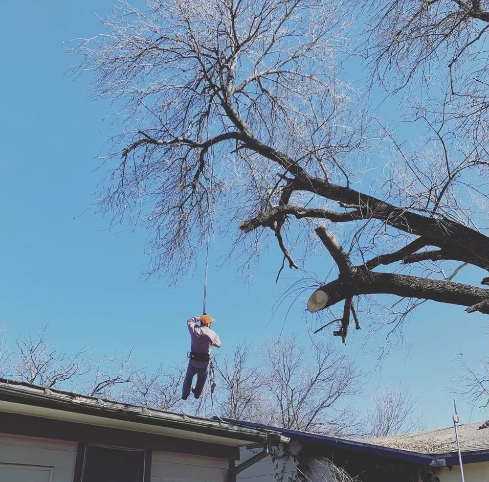 Top-rated yard cleanup service experts serving Waco, TX - Lopez Tree Service
