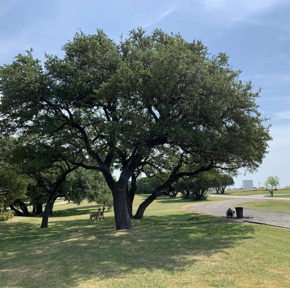Professional outdoor landscaping in Waco, TX by Lopez Tree Service