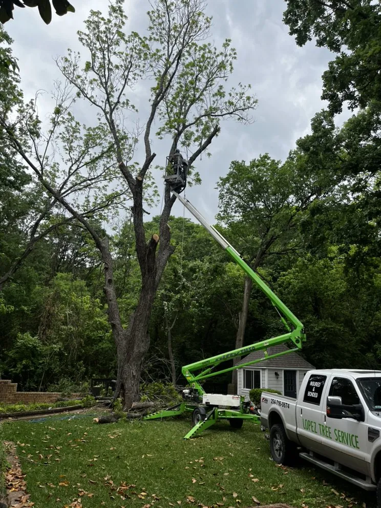 Trusted lawn care service in Waco, TX by Lopez Tree Service