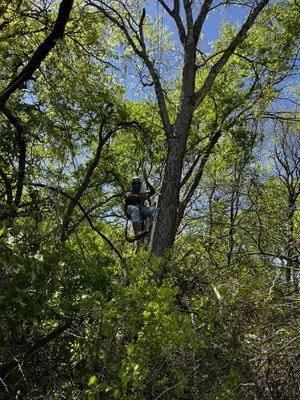 Lopez Tree Service Logo