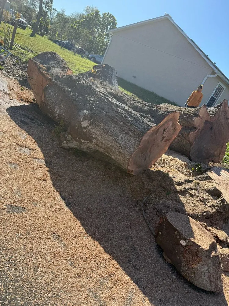 Trusted yard cleanup service in Sarasota, FL - Lopez Tree Trimming & Landscape Services