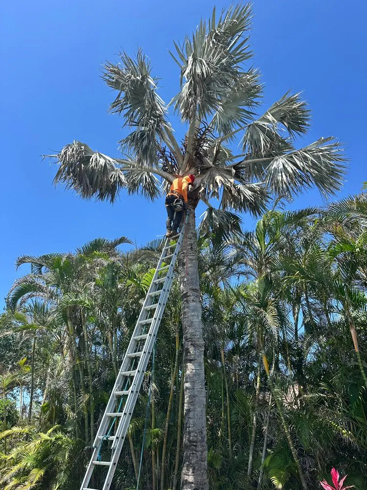 Reliable residential landscaping for homes across Sarasota, FL - Lopez Tree Trimming & Landscape Services